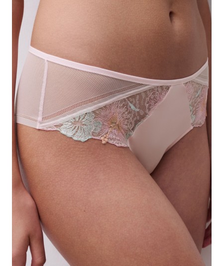 Boxer Day Dream rose
